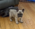 Small #2 French Bulldog