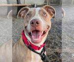 Small #1 American Pit Bull Terrier