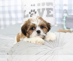 Small Photo #4 Shih Tzu Puppy For Sale in MARIETTA, GA, USA