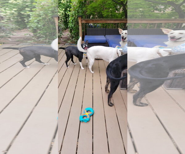 Medium Photo #9 Mutt Puppy For Sale in Sandy, UT, USA