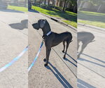 Small #3 Great Dane