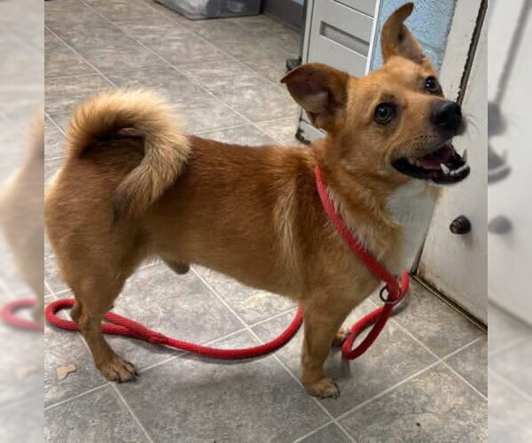 Medium Photo #2 Pomeranian-Unknown Mix Puppy For Sale in Rustburg, VA, USA