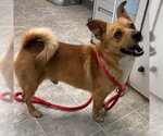 Small #1 Pomeranian Mix