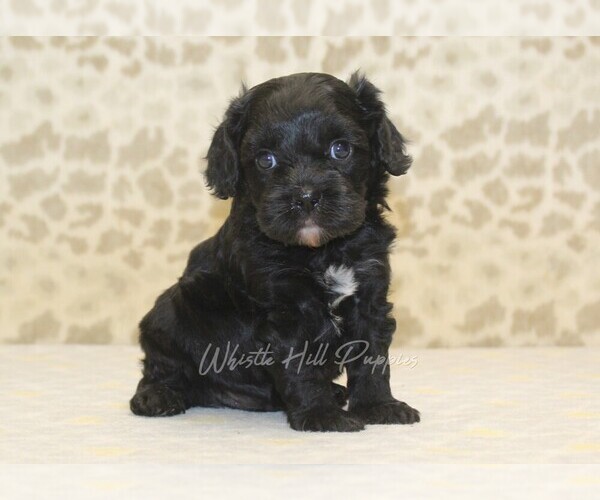 Medium Photo #4 Cavapoo Puppy For Sale in DENVER, PA, USA
