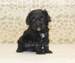 Small #3 Cavapoo