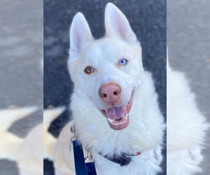 Maverick - Male Siberian Husky Dog for Adoption - Photo #8
