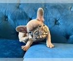 Small #3 French Bulldog