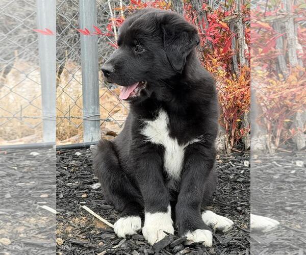 Medium Photo #3 Border Collie-Unknown Mix Puppy For Sale in Incline Village, NV, USA