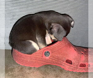 Chug Dogs for adoption in Boonton, NJ, USA