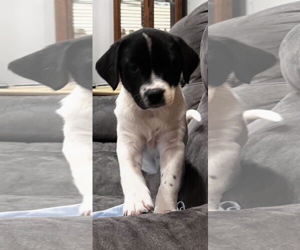 Medium Photo #1 Border Collie-Unknown Mix Puppy For Sale in Hillsboro, MO, USA