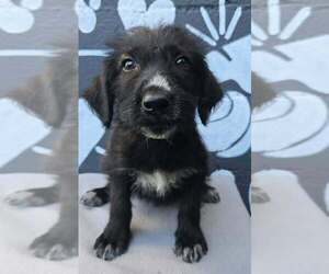 Labrador Retriever-Unknown Mix Dogs for adoption in Brewster, NY, USA