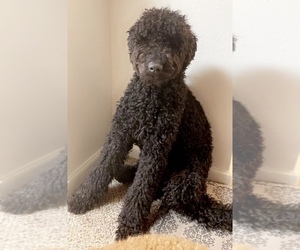 Mother of the Irish Doodle-Poodle (Standard) Mix puppies born on 10/27/2022