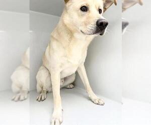Golden Labrador Dogs for adoption in Houston, TX, USA