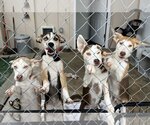 Small #3 Huskies  Mix