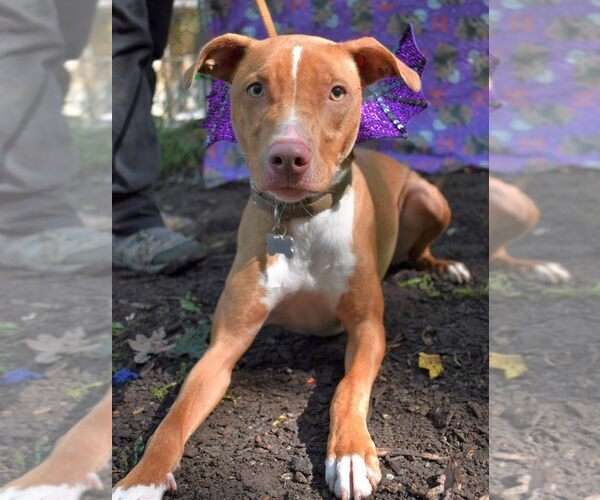Medium Photo #24 American Pit Bull Terrier-Blue Lacy Mix Puppy For Sale in Rockaway, NJ, USA