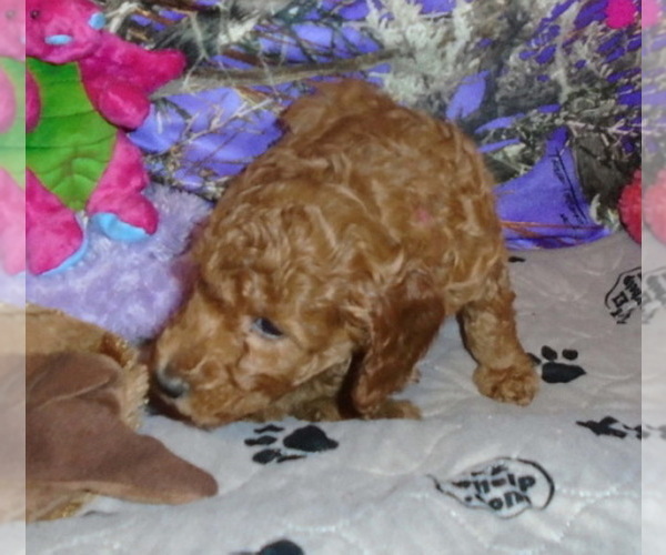 Medium Photo #2 Poodle (Miniature) Puppy For Sale in CLATSKANIE, OR, USA
