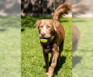 Charlie Chaplin - Male Goldmaraner Dog for Adoption - Photo #3