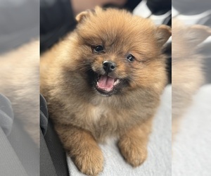 Pomeranian Puppy for sale in WOODSTOCK, IL, USA