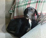 Small #2 Greyhound Mix