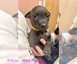Small #3 Labrador Retriever Mix