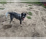 Small #1 Texas Heeler
