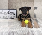 Small #1 German Shepherd Dog