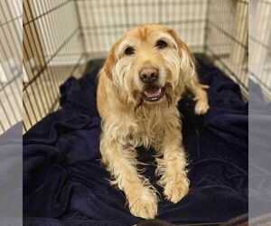 Golden Retriever-Unknown Mix Dogs for adoption in Fort Worth, TX, USA