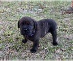 Small Photo #42 Rotticorso Puppy For Sale in REEVESVILLE, SC, USA