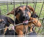 Small Photo #5 German Shepherd Dog Puppy For Sale in O FALLON, IL, USA