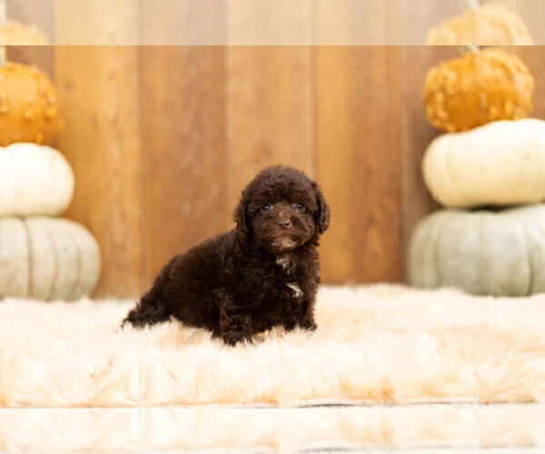 Medium Photo #1 Goldendoodle (Miniature) Puppy For Sale in WARSAW, IN, USA