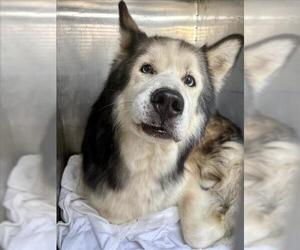 - Mix Dogs for adoption in Woodland, CA, USA