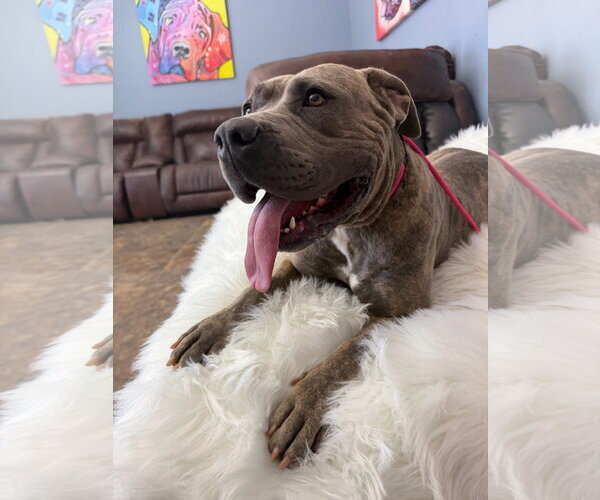 Medium Photo #6 Mutt Puppy For Sale in Goodyear, AZ, USA