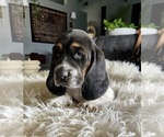 Small Photo #11 Basset Hound Puppy For Sale in HUGHSON, CA, USA