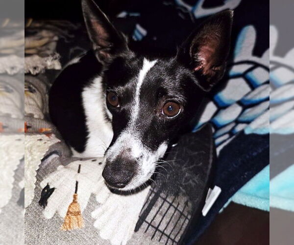 Medium Photo #4 Rat Terrier-Unknown Mix Puppy For Sale in Atlanta, GA, USA