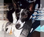 Small #3 Rat Terrier Mix