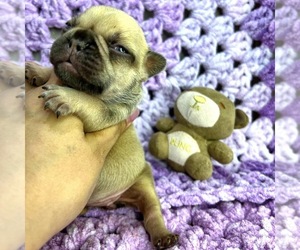 French Bulldog Puppy for sale in OJAI, CA, USA
