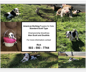 American Bulldog Puppy for sale in SANDY, OR, USA