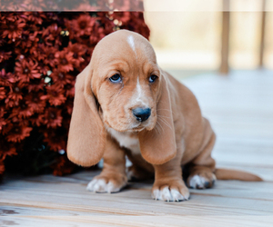 Basset Hound Puppy for sale in LIBERTY, KY, USA