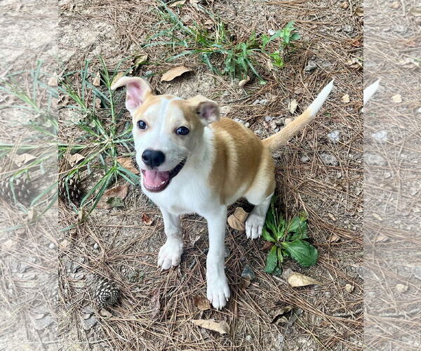 Medium Photo #5 American Pit Bull Terrier-Unknown Mix Puppy For Sale in Calhoun, GA, USA