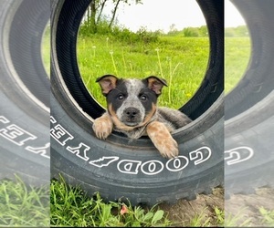 Texas Heeler Puppy for sale in HILLSBORO, WI, USA