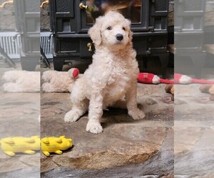 Goldendoodle Puppy for sale in PINE MOUNTAIN, GA, USA