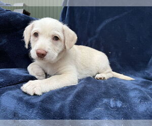 Labrador Retriever Dogs for adoption in Menifee, CA, USA