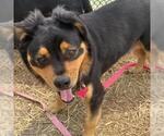 Small Rottweiler Mix