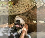 Small #2 American Pit Bull Terrier-Staffordshire Bull Terrier Mix