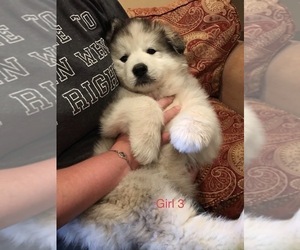 Alaskan Malamute Puppy for sale in HENNESSEY, OK, USA