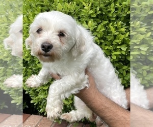 Maltese Puppy for sale in PLANO, TX, USA