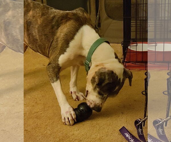 Medium Photo #15 American Pit Bull Terrier-Unknown Mix Puppy For Sale in Spotsylvania, VA, USA