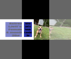 Labrador Retriever-Unknown Mix Dogs for adoption in Plainfield, IL, USA