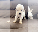 Puppy Puppy 1 Goldendoodle