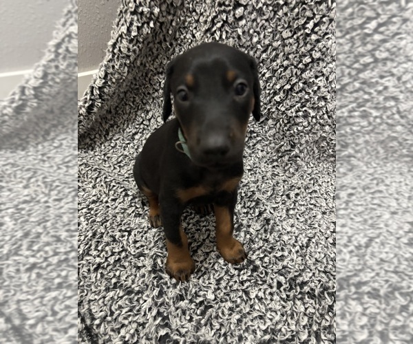 Medium Photo #3 Doberman Pinscher Puppy For Sale in WESTON, WI, USA